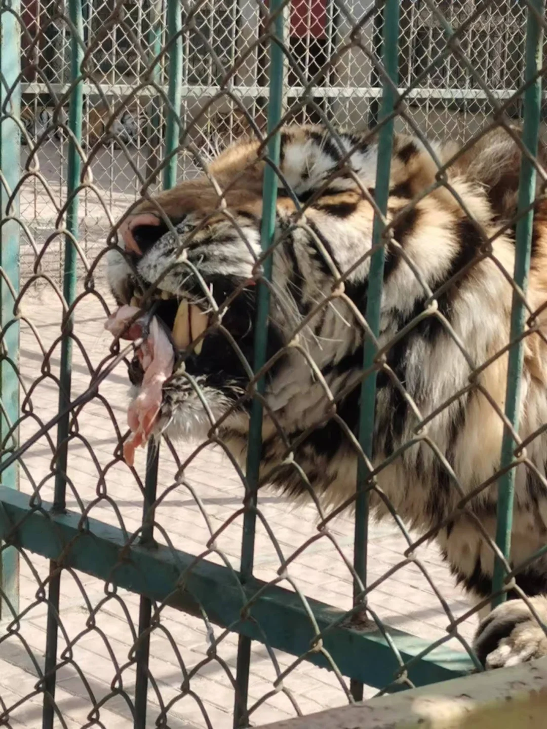 开云下载-沈阳东北虎再度崛起，一记制胜球带来胜利