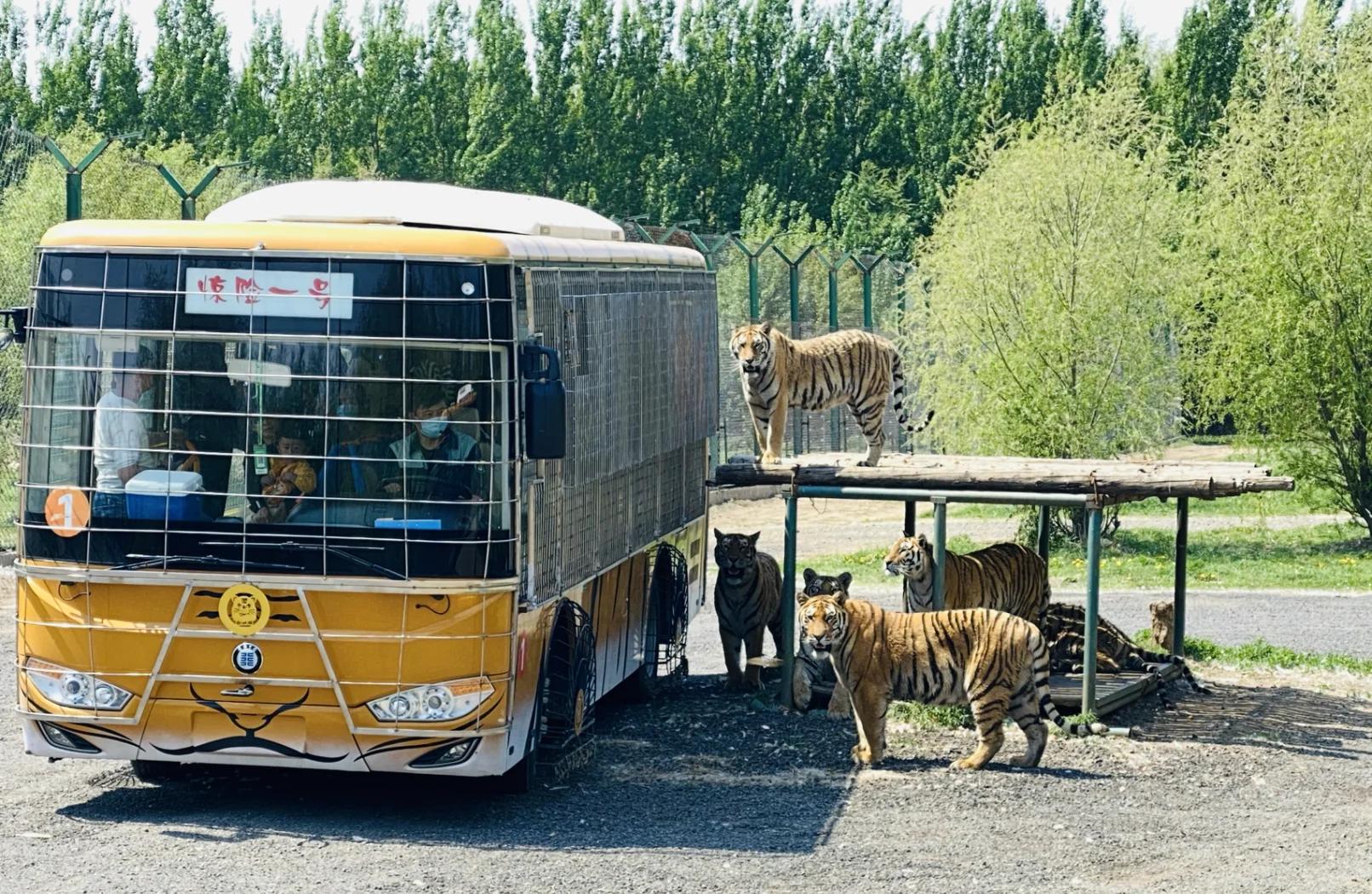 沈阳东北虎再度崛起，一记制胜球带来胜利