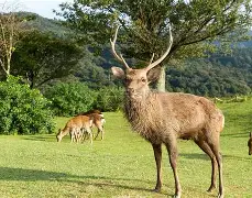 雄鹿豪取五连胜，席尔瓦成为禁区利刃的简单介绍